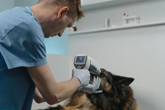 Karlovarský kraj se ohrazuje proti kritice: Veterinární pohotovost řešíme, klíčem je schůzka se Správou železnic