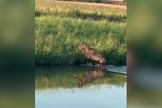 Migrující mládě losa evropského se v pondělí ráno vykoupalo v řece Olšavě 